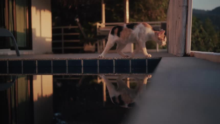 A curious calico cat is reflected in a tranquil swimming pool as it cautiously walks along the edge during a beautiful sunset