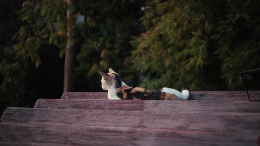 A calico cat lies peacefully on a rooftop in the warm glow of sunset