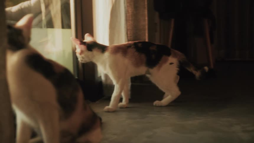 A tired calico cat grooms itself on the floor, then yawns and walks over to a window to look outside