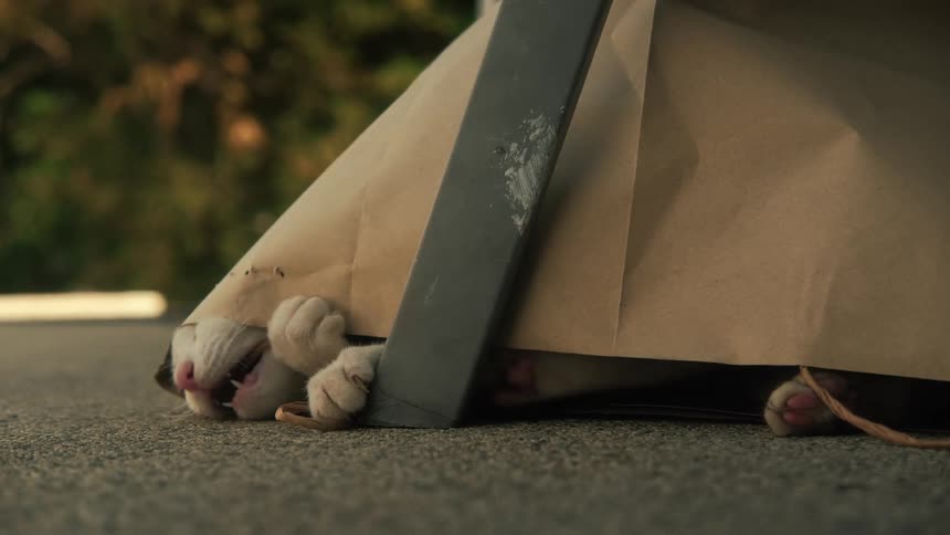 A playful kitten hidden inside a brown paper bag chews and licks at a cotton plant stem