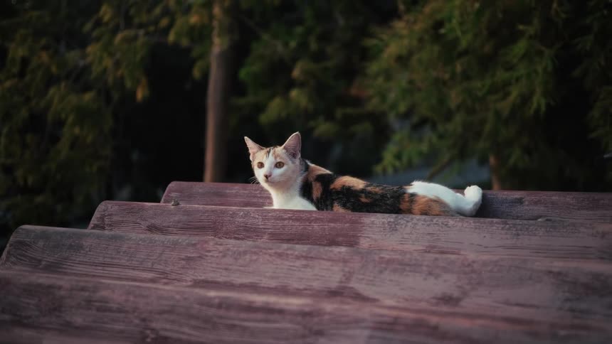 A beautiful tricolor calico cat with big yellow eyes rests on a red corrugated roof with green trees in the background
