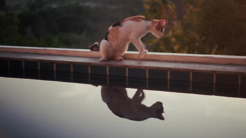 A curious calico cat sits and walks along the edge of an infinity pool at sunrise, with its reflection visible in the calm water