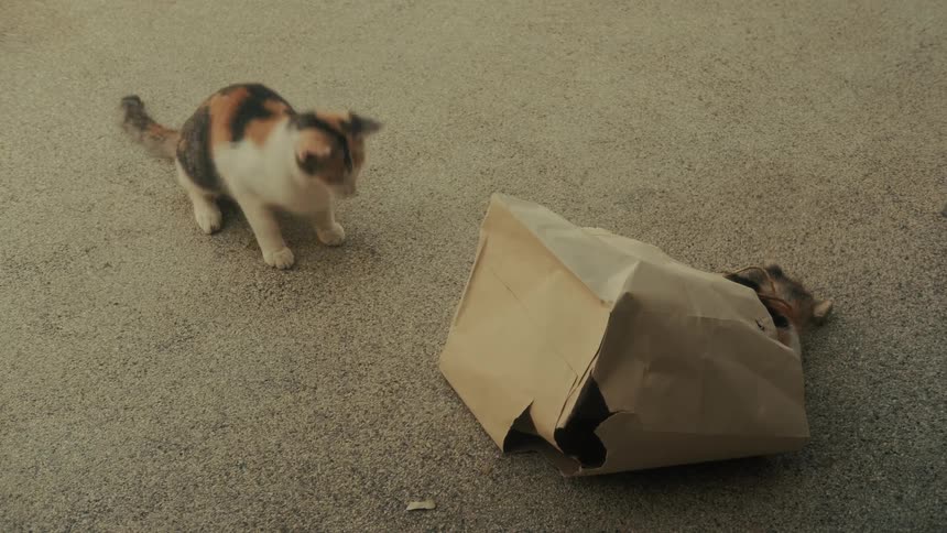 A curious calico cat playfully pounces on a paper bag where another kitten is hiding