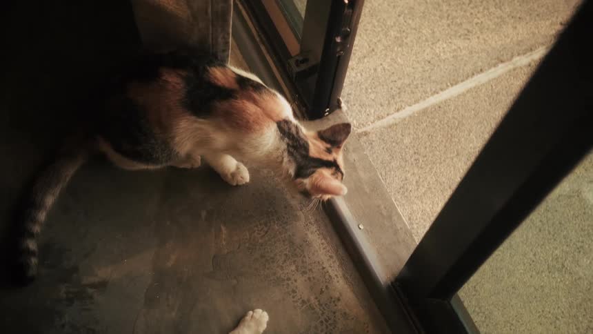A curious calico cat peeks through a sunlit sliding glass door before lying down to relax on the floor