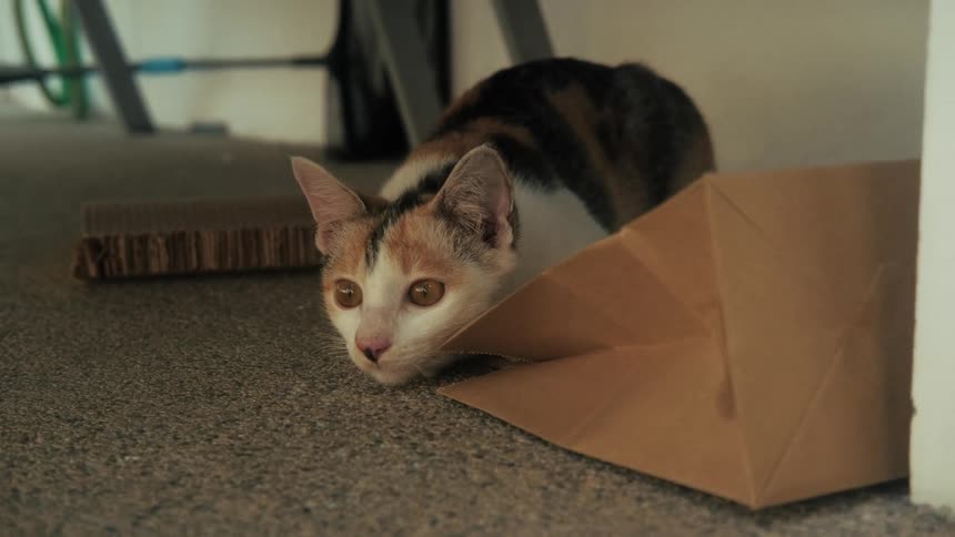 Close up of a playful calico cat hiding behind a paper bag on the carpet, wiggling its behind before it lunges forward