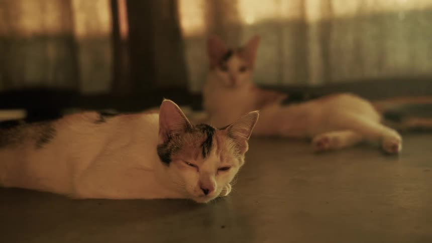 A sleepy calico cat relaxes on the floor in the warm, hazy sunlight while another cat rests in the background