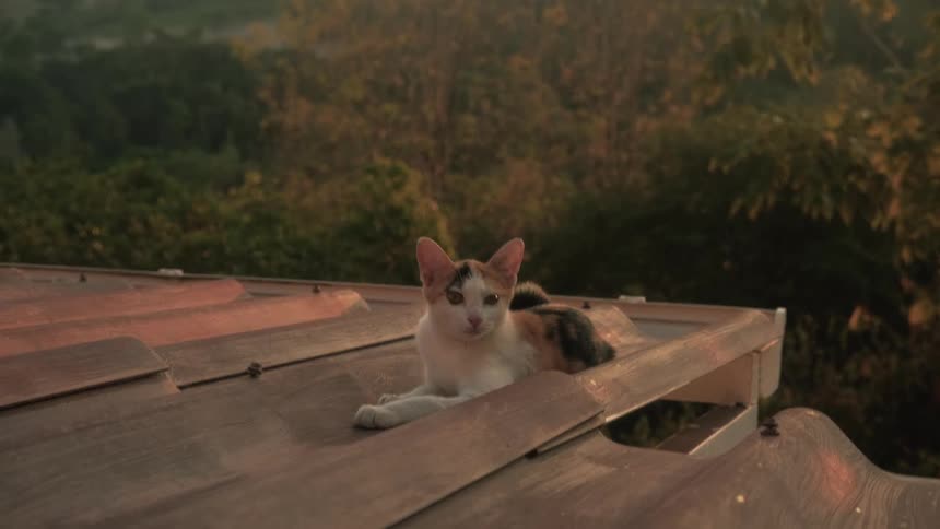 A curious calico kitten rests on a rooftop during a beautiful golden hour sunset with a lush forest in the background