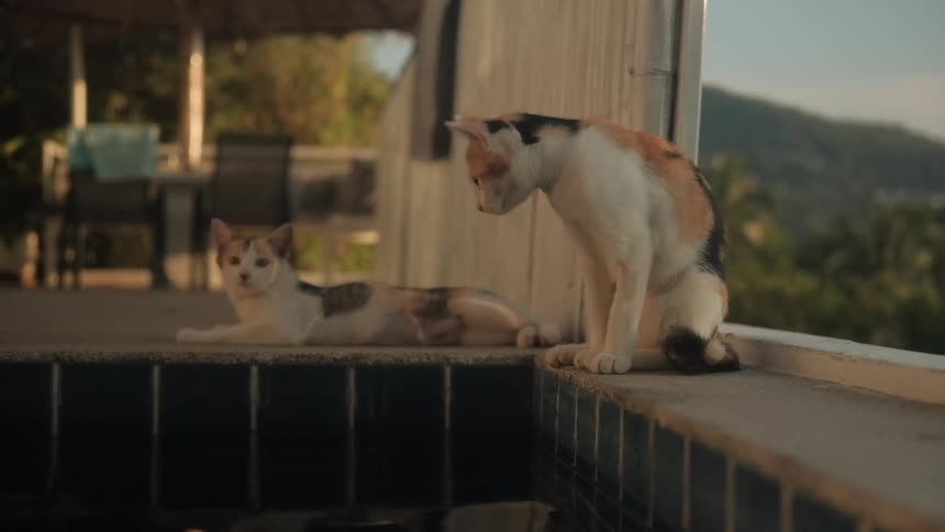 Two beautiful calico cats calmly relax by the edge of a swimming pool at a tropical villa