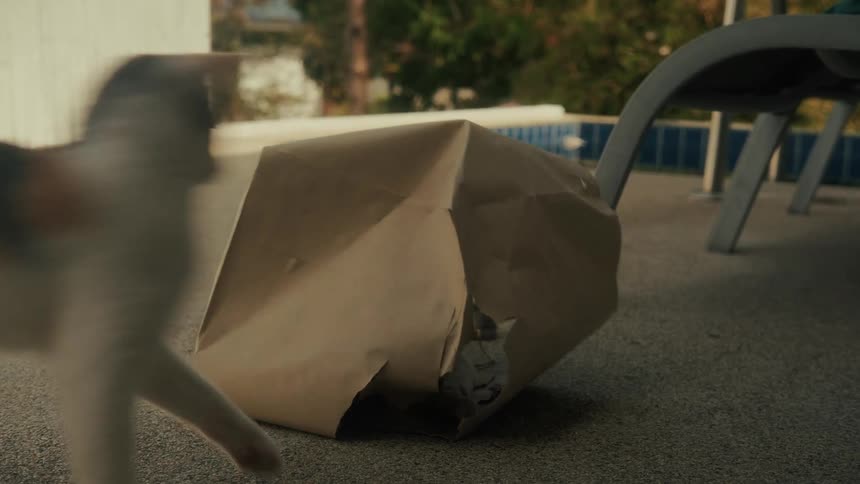 A curious calico cat watches another cat hiding inside a paper bag on a patio before running away
