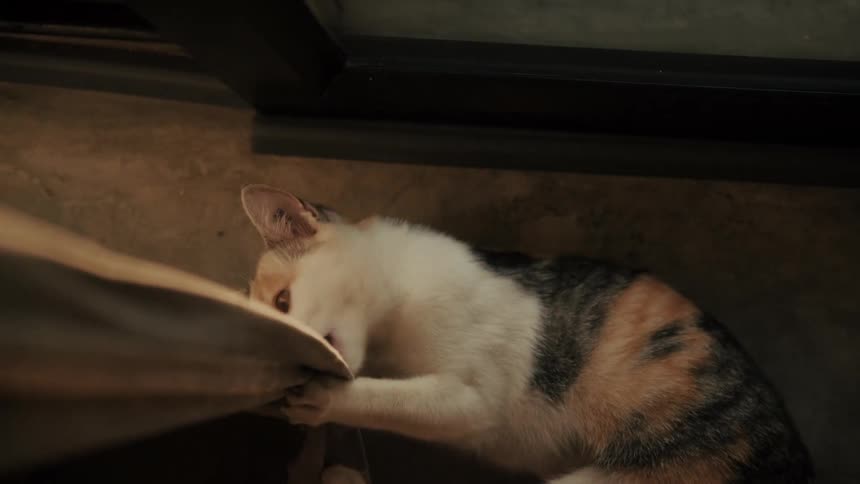 A cute and playful calico kitten bites and holds onto a blanket with its paws while lying on the floor