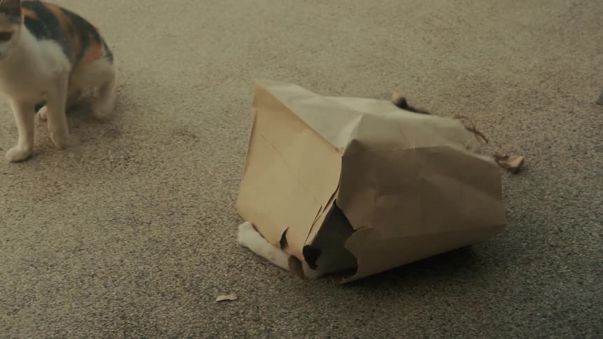 A calico cat plays with another kitten hiding inside a paper grocery bag on a carpeted floor
