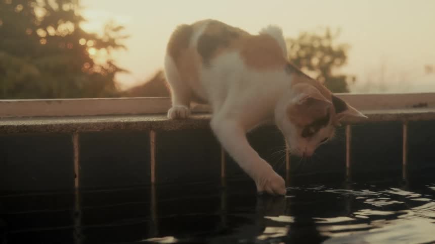 In slow motion, a curious calico kitten dips its paw into a pool before taking a drink, backlit by the warm glow of sunset