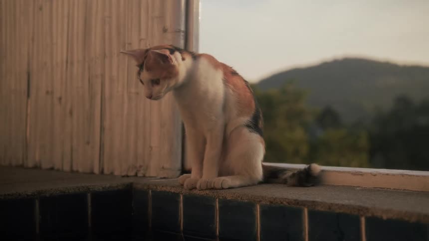 A curious calico cat sits on the edge of a tiled pool, cautiously dipping its paw into the water to drink in slow motion