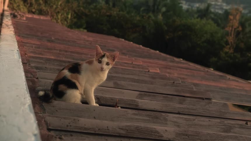 A cute calico kitten sits on a tiled roof at sunset, looking curiously towards the camera