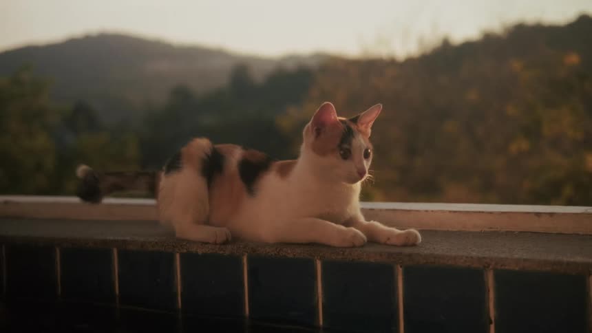 A curious calico kitten lies down on the edge of a swimming pool at sunset with a beautiful mountain view in the background