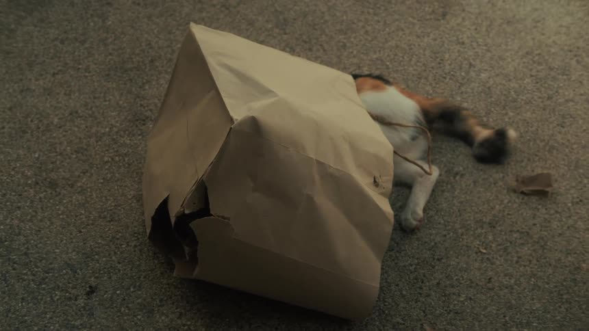 A curious calico cat plays with its head hidden inside a brown paper bag on the carpet