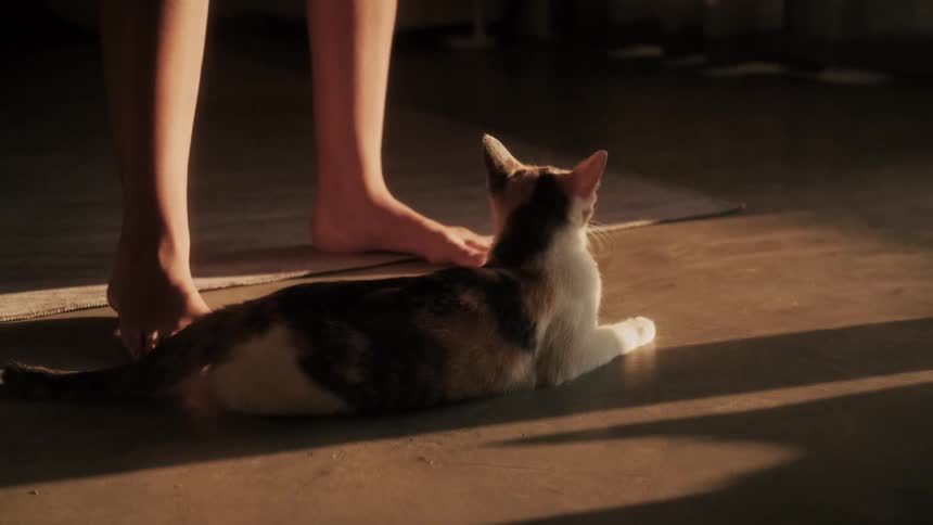 A loving hand pets a small calico cat enjoying the warm afternoon sun on a concrete floor as it stretches and relaxes