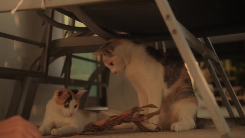 A low-angle slow-motion shot shows two playful calico kittens interacting with a toy under a chair during sunset