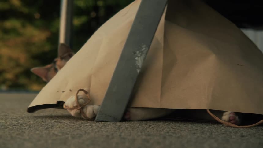 A kitten's paws are visible as it plays inside a paper bag, before another curious kitten comes over to join in the fun