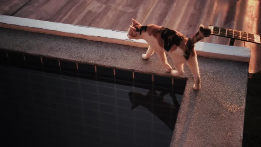 High-angle slow-motion shot of a calico cat carefully walking along the edge of a swimming pool at sunset