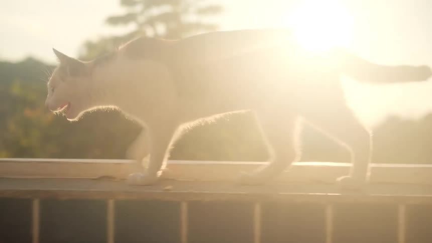 A calico cat gracefully walks along the edge of a swimming pool, backlit by the warm, hazy morning sun in slow motion
