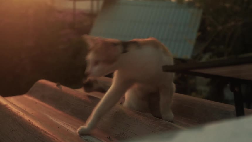 A curious calico cat sits on a corrugated metal roof, enjoying the warm glow of the golden hour sunset before walking over to eat