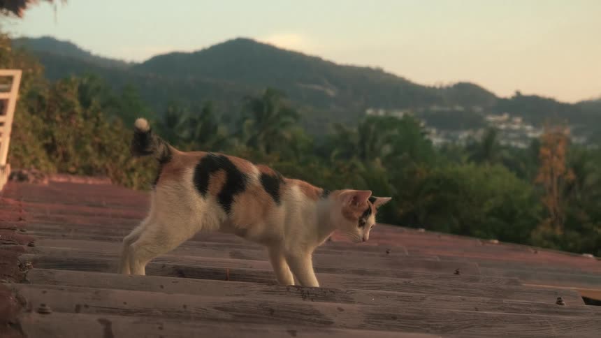 A calico cat stretches on a tiled roof at sunrise before laying down, with a backdrop of lush green hills