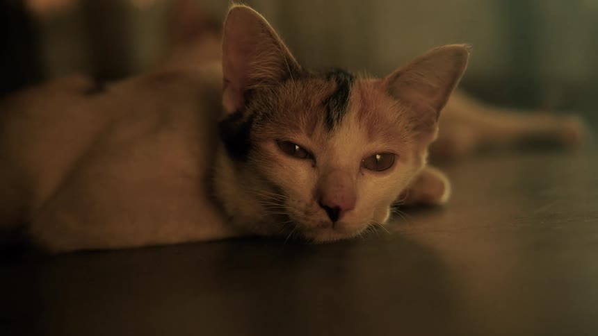 A sleepy calico kitten with mesmerizing eyes slowly closes them while relaxing in a warmly lit room