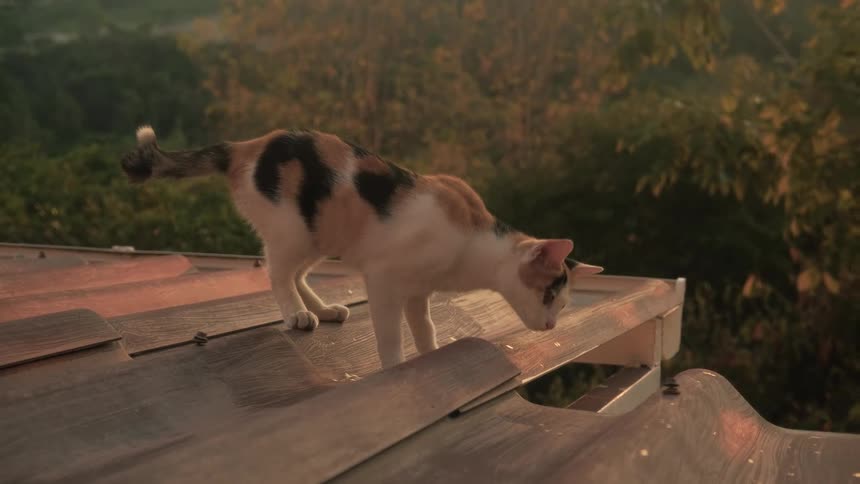A curious calico cat cautiously explores a tin roof in the warm morning light before lying down to relax