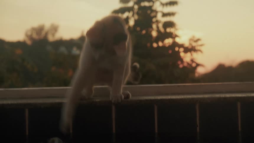A curious calico cat carefully walks along the edge of a pool at sunset and playfully bats at the water in slow motion
