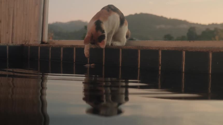 A clever calico cat fishes a small creature out of a swimming pool with its paw at sunset, its reflection visible in the calm water