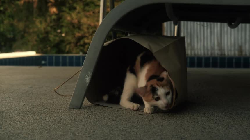 Two playful calico cats roughhouse with each other and a paper bag on a patio