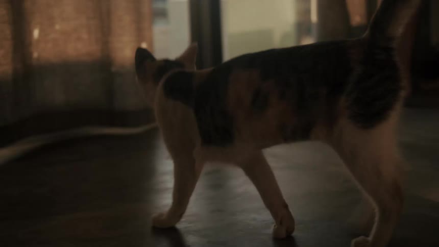 A domestic calico cat meows while relaxing in a sunbeam, then slowly gets up and walks across the room in slow motion