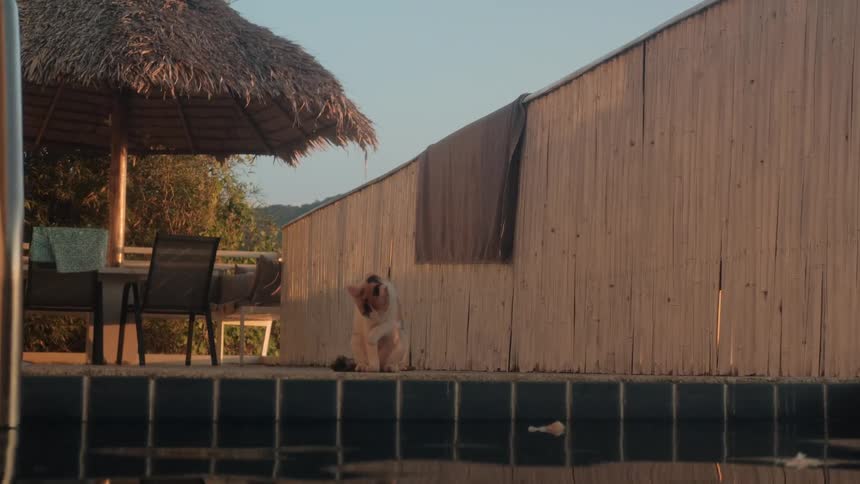 A small calico cat walks along the edge of a swimming pool and sits down to groom itself at sunset