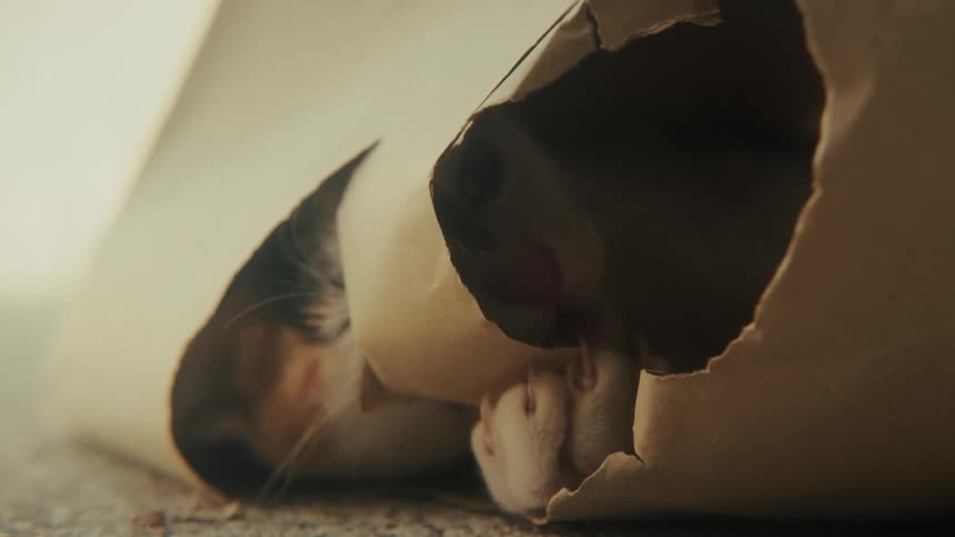 An adorable young calico cat playfully bites and claws at a hole in a brown paper bag it is hiding inside