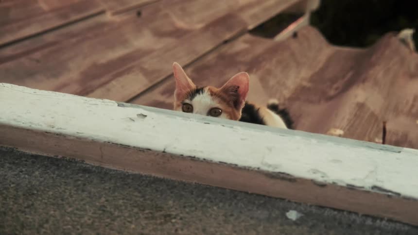A curious calico cat slowly peeks and rises from behind a ledge on a rooftop