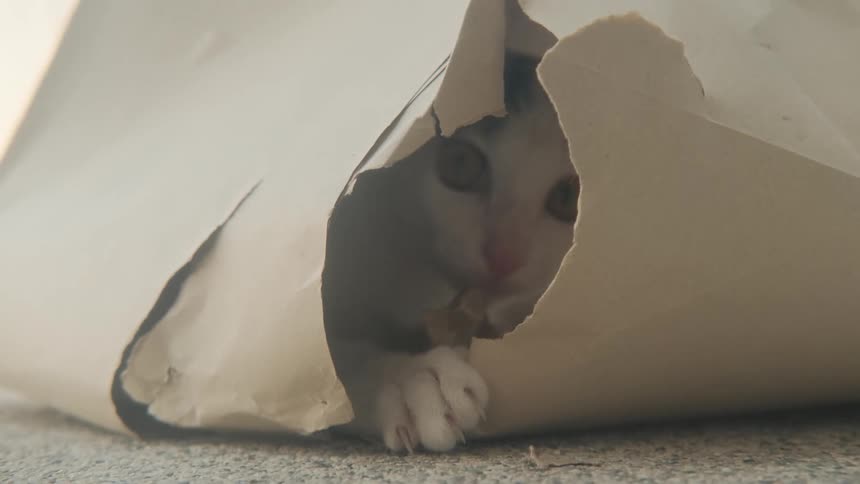 A playful calico kitten peeks out from a hole in a paper bag before tumbling out to play