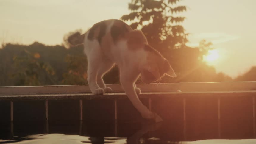 A curious calico cat playfully scoops a leaf out of a swimming pool at golden hour in slow motion