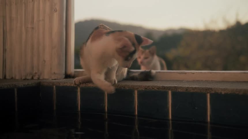 A curious calico cat cautiously dips its paw into a pool for a drink at dusk, joined by another feline friend
