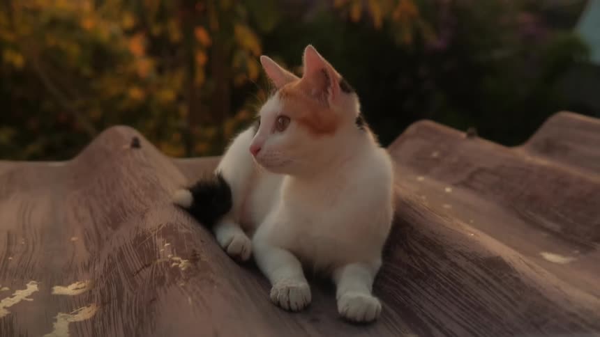 An adorable calico kitten sits peacefully on a metal roof, basking in the warm glow of the golden hour