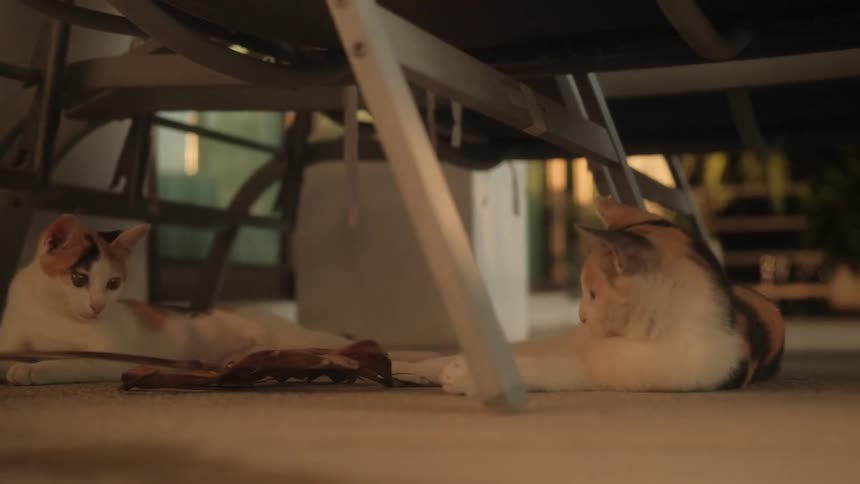 A slow-motion shot shows two playful calico kittens interacting with a large, dry leaf under a patio chair