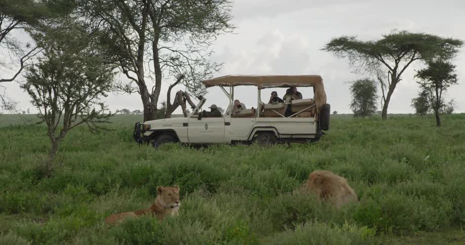 Safari jeep parked watching a group of lions