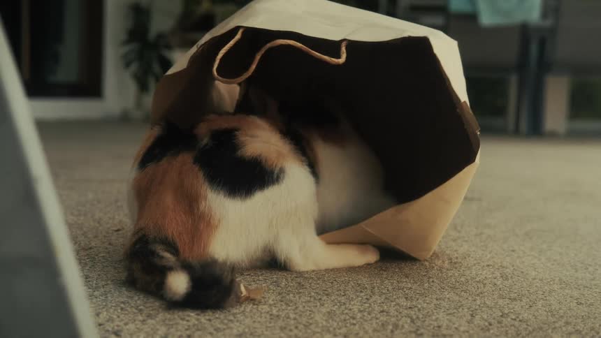 A playful calico kitten curiously explores the inside of a paper shopping bag on an outdoor patio