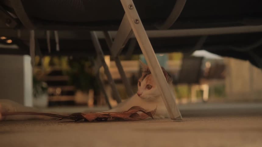 A cute calico cat lazily plays with a brown leaf while hiding under a chair on an outdoor patio