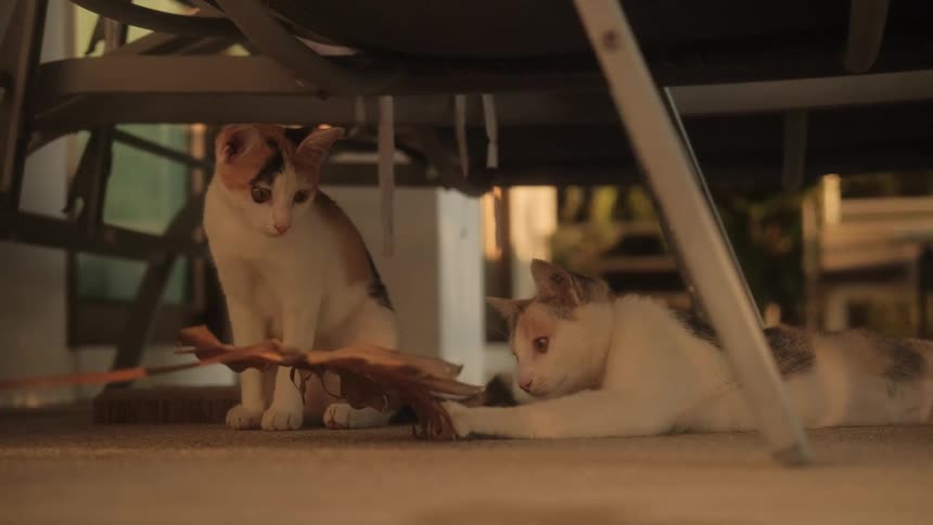 Two adorable calico kittens play in slow motion with a dried leaf toy under a patio chair during golden hour