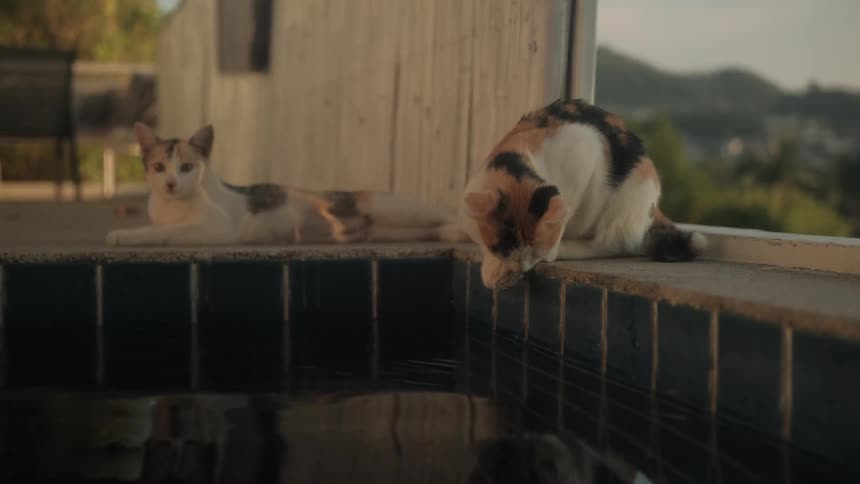 In serene slow motion, one calico cat drinks from a tiled pool while another rests and yawns on the patio