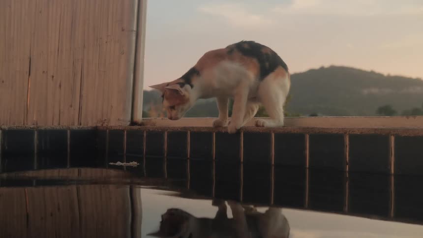 A calico cat carefully walks along the edge of a swimming pool in slow motion before curiously playing with the water