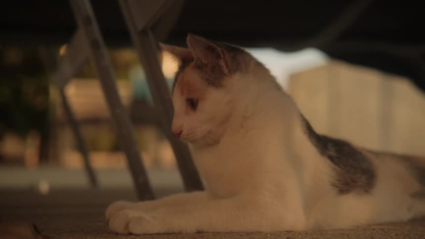 A sleepy calico cat relaxes on the ground in the warm glow of sunset and stretches lazily