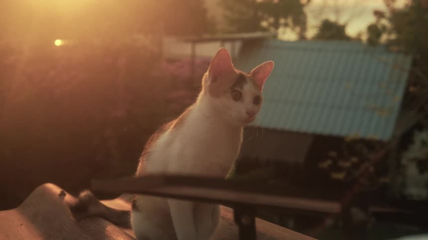 A beautiful calico cat sits on a rooftop, basking in the warm glow of the golden hour sun