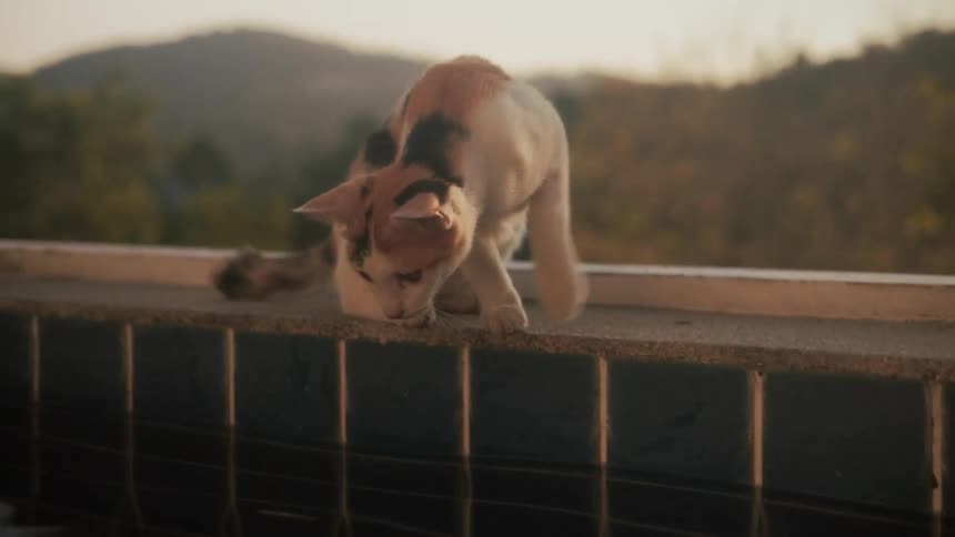 A curious calico cat lounges by a swimming pool at sunset, cautiously exploring and drinking the water